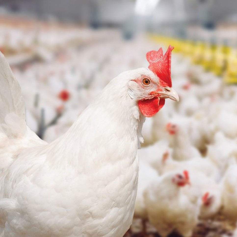 chicken-farm